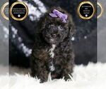 Puppy Tiny Tina AKC Poodle (Toy)