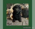 Small #6 Labradoodle-Poodle (Standard) Mix