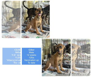Chihuahua-Unknown Mix Dogs for adoption in Virginia Beach, VA, USA