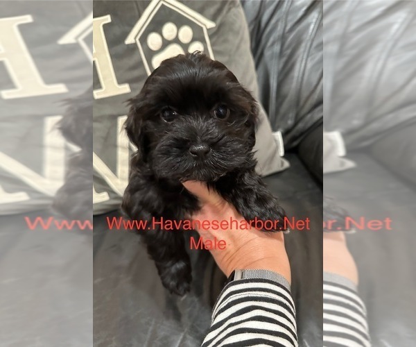 Medium Photo #2 Havanese Puppy For Sale in MBORO, TN, USA