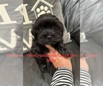 Small #1 Havanese