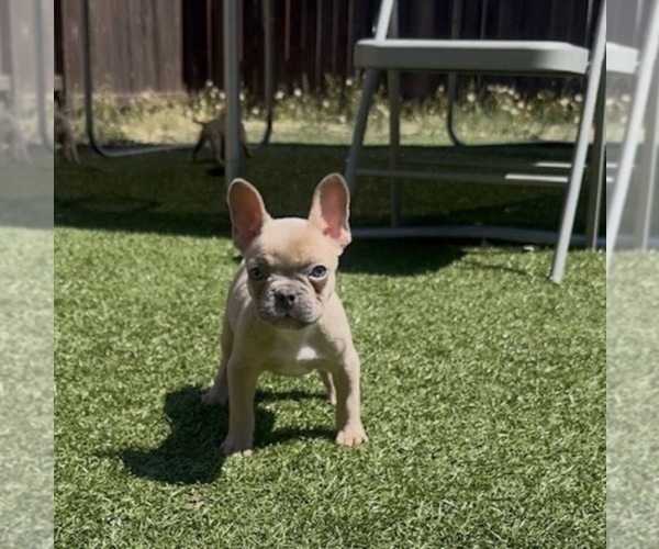 Medium Photo #2 French Bulldog Puppy For Sale in LEBANON, OR, USA