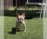 Small Photo #2 French Bulldog Puppy For Sale in LEBANON, OR, USA