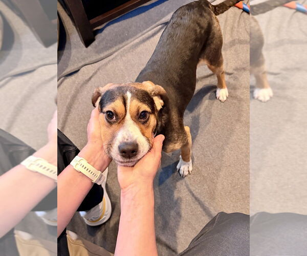 Medium Photo #4 Beagle-Unknown Mix Puppy For Sale in Springdale, PA, USA
