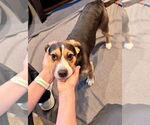 Small #3 Beagle Mix