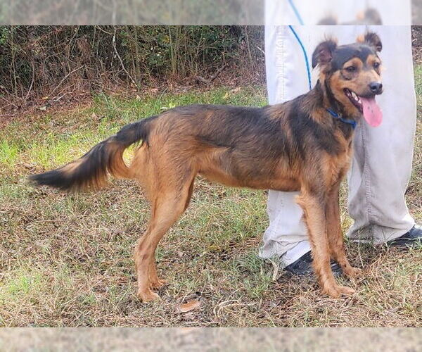 Medium Photo #2 Mutt Puppy For Sale in Wetumpka, AL, USA