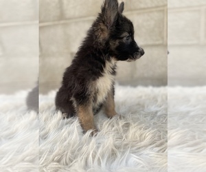 German Shepherd Dog Puppy for sale in DEL ROSA, CA, USA