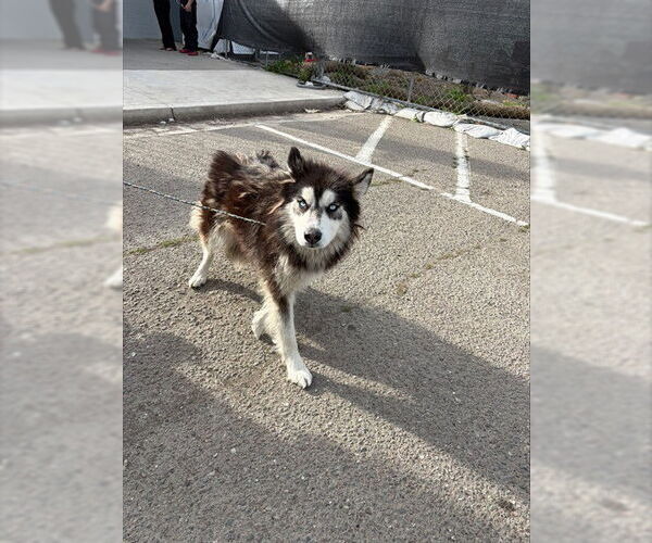 Medium Photo #1 Siberian Husky-Unknown Mix Puppy For Sale in Stockton, CA, USA