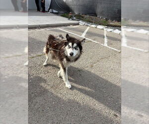 Siberian Husky-Unknown Mix Dogs for adoption in Stockton, CA, USA