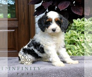 Cavapoo (Miniature) Puppy for sale in NARVON, PA, USA