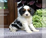 Small Cavapoo (Miniature)