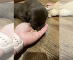 Small Photo #9 Labrador Retriever Puppy For Sale in MC LEANSBORO, IL, USA