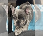 Small Photo #2 French Bulldog Puppy For Sale in Wake Forest, NC, USA
