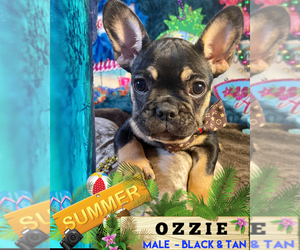 French Bulldog Puppy for sale in HEATHROW, FL, USA
