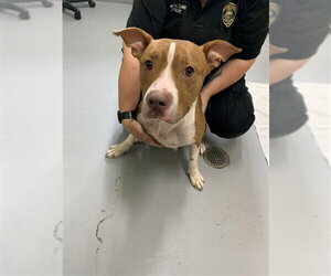 American Pit Bull Terrier Dogs for adoption in Corpus Christi, TX, USA