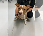 Small American Pit Bull Terrier