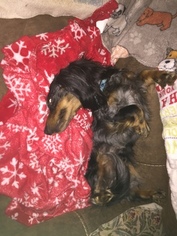 Father of the Dachshund puppies born on 01/08/2019
