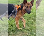 Small #3 German Shepherd Dog