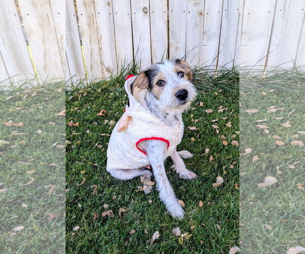 Medium Photo #13 Mutt Puppy For Sale in Sandy, UT, USA