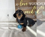 Dalton - Male Dachshund Puppy for Sale - Photo #4