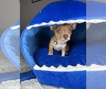 Small #3 Chihuahua
