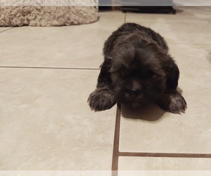 Havashu Puppy for sale in CONROE, TX, USA