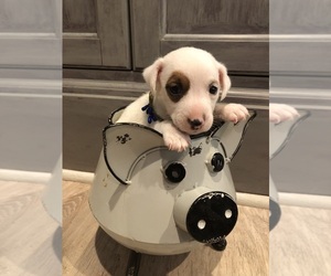 Medium Jack Russell Terrier