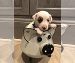 Puppy Boy 1 Patch Jack Russell Terrier