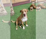 Small Photo #6 Dachshund-Staffordshire Bull Terrier Mix Puppy For Sale in La Verne, CA, USA