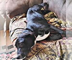 Small #3 Labrador Retriever