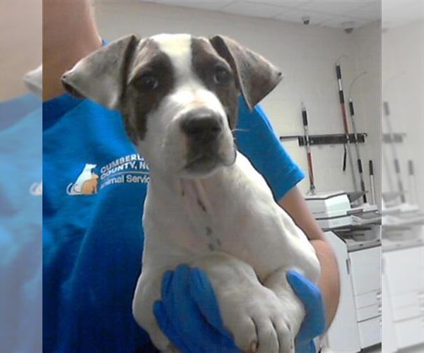 Medium Photo #1 Great Dane-Labrador Retriever Mix Puppy For Sale in Fayetteville, NC, USA