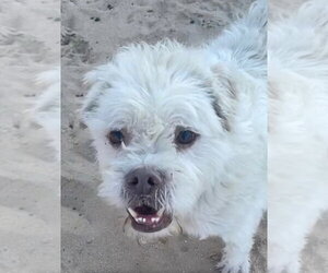 Sparky - Male Shih-Poo Dog for Adoption - Photo #2