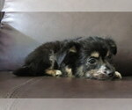Small #21 Chihuahua