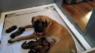 Mastiff Dogs for adoption in DARBY, MT, USA