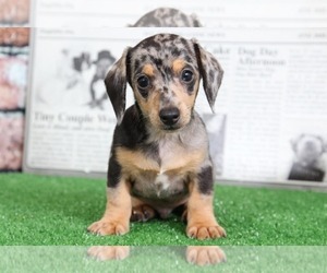 Dachshund Puppy for sale in BEL AIR, MD, USA