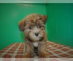 Small Photo #3 Shorkie Tzu Puppy For Sale in PATERSON, NJ, USA