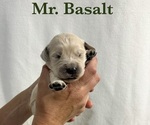 Puppy Basalt English Cream Golden Retriever