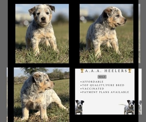 Australian Cattle Dog Puppy for sale in ZOLFO SPRINGS, FL, USA