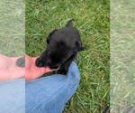 Small #8 Labrador Retriever