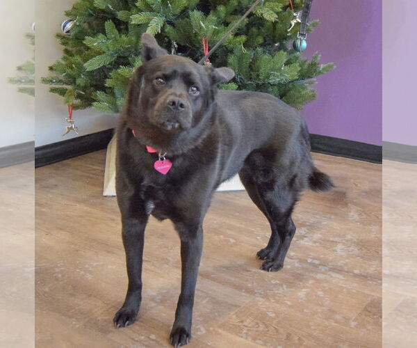 Medium Photo #5 German Shepherd Dog-Unknown Mix Puppy For Sale in Huntley, IL, USA