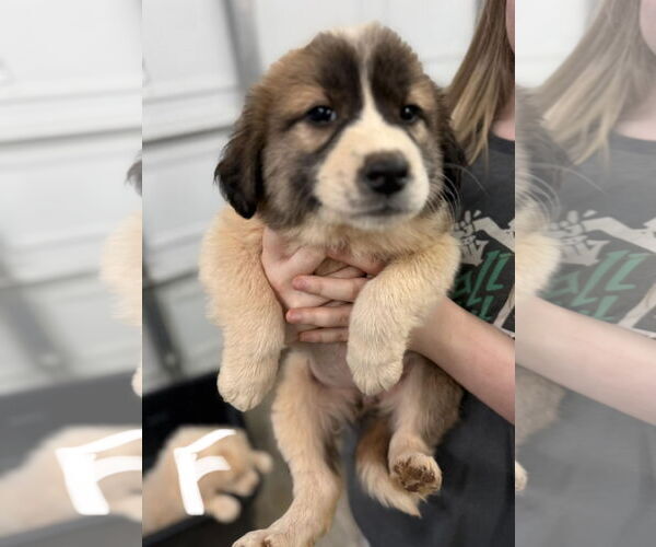 Medium Photo #2 Great Pyrenees-Unknown Mix Puppy For Sale in Royal Palm Beach, FL, USA