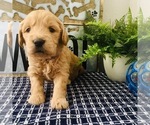 Small Photo #1 Goldendoodle-Poodle (Toy) Mix Puppy For Sale in HERRIMAN, UT, USA