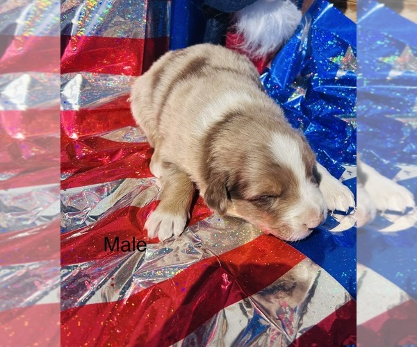 Medium Photo #6 Australian Shepherd Puppy For Sale in COTOPAXI, CO, USA
