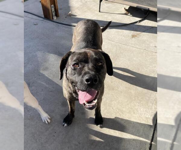 Medium Photo #2 Mutt Puppy For Sale in Chula Vista, CA, USA