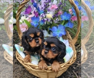 Cavalier King Charles Spaniel Puppy for sale in GOBLES, MI, USA