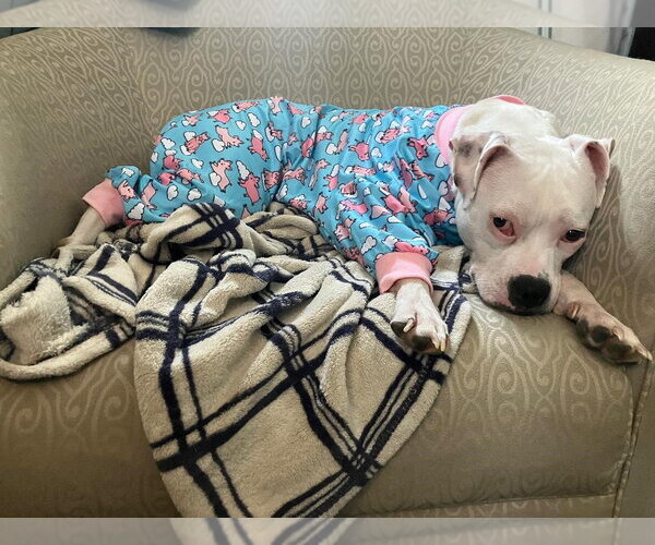 Medium Photo #4 Mutt Puppy For Sale in Plainfield, IL, USA