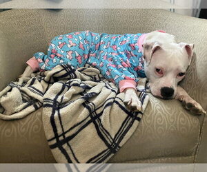 Mutt Dogs for adoption in Plainfield, IL, USA