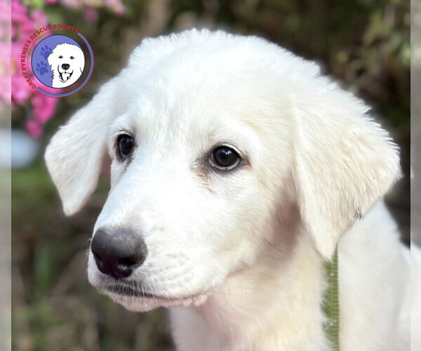 Medium Photo #4 Great Pyrenees Puppy For Sale in Spring, TX, USA