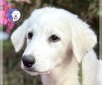 Small #3 Great Pyrenees