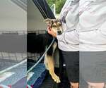 Small #5 Siberian Husky Mix